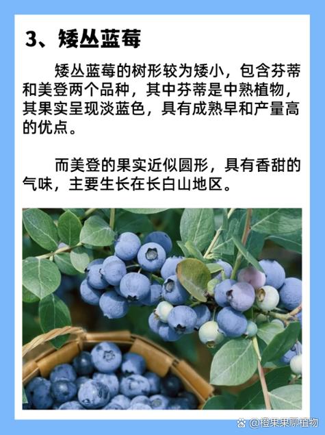 蓝莓南高丛主要品种有哪些？-图3