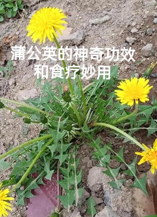 蒲公英品种究竟有多少？-图1