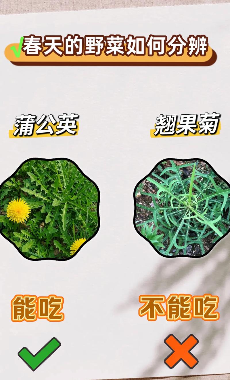 蒲公英品种究竟有多少？-图2