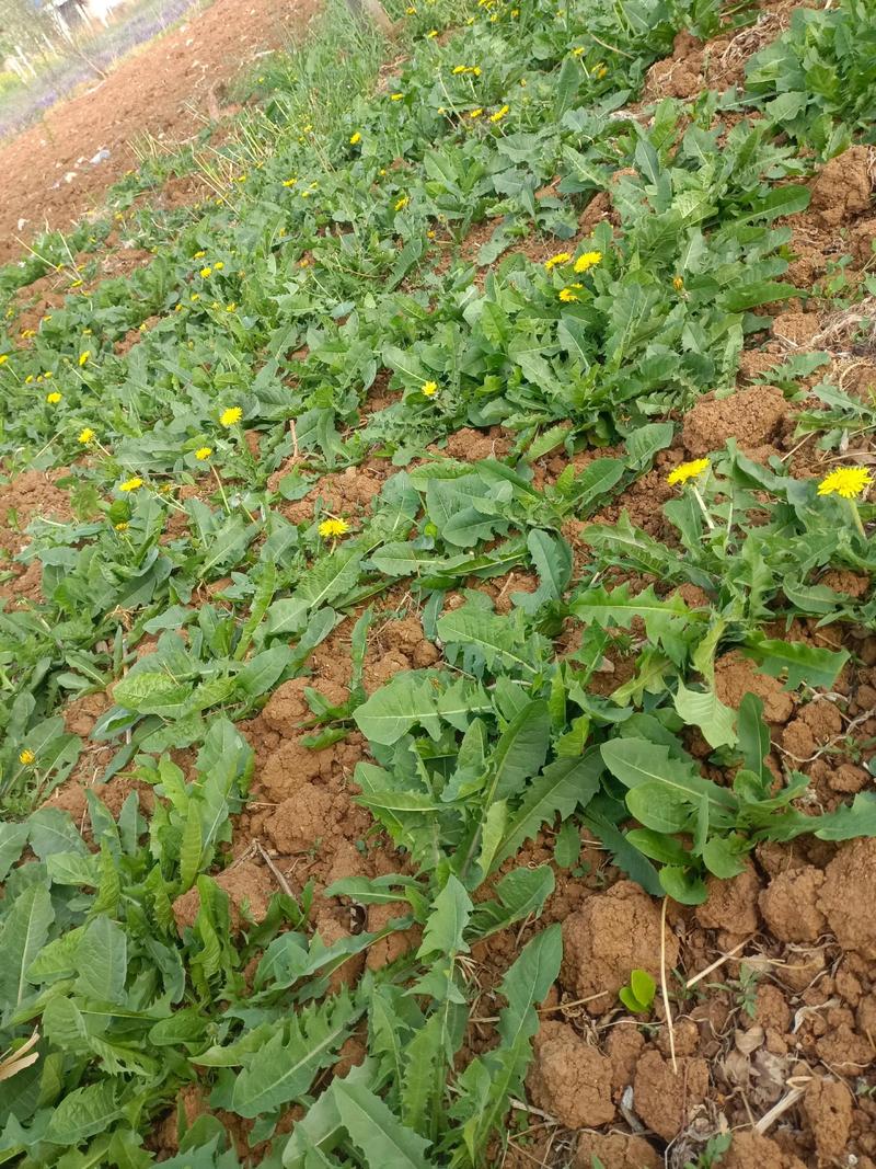 蒲公英品种究竟有多少？-图3