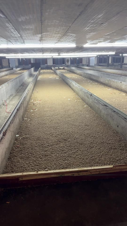 黑水虻养殖真能靠它致富吗？-图1