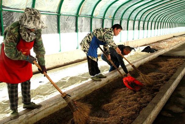 黑水虻养殖真能靠它致富吗？-图2