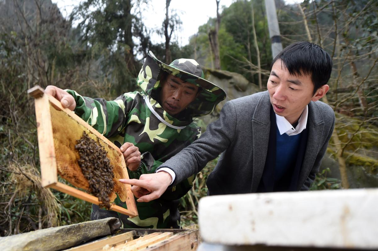 养马蜂致富技术视频靠谱吗？-图2
