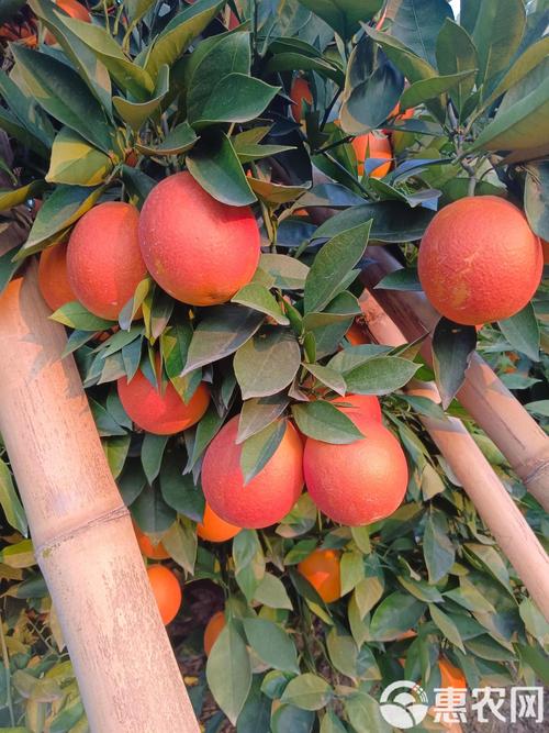 奉化血橙是什么品种？-图1