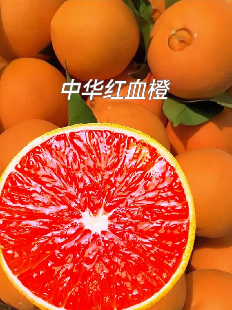 奉化血橙是什么品种？-图2