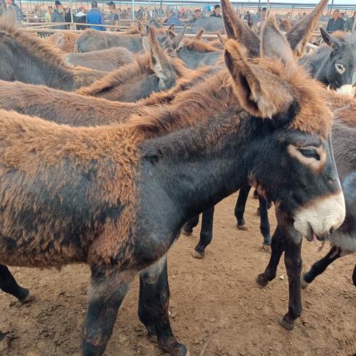 驴品种图片有哪些？-图1