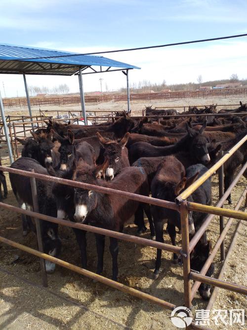 驴品种图片有哪些？-图2