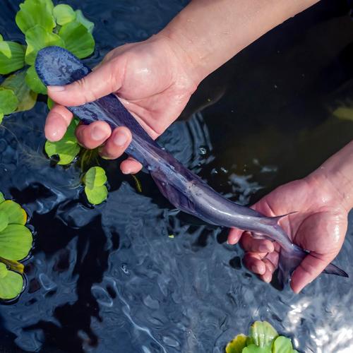 鸭嘴鱼养殖技术有哪些关键要点？-图2