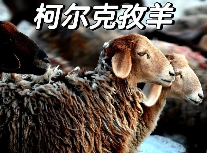 新疆羊有哪些品种？-图3