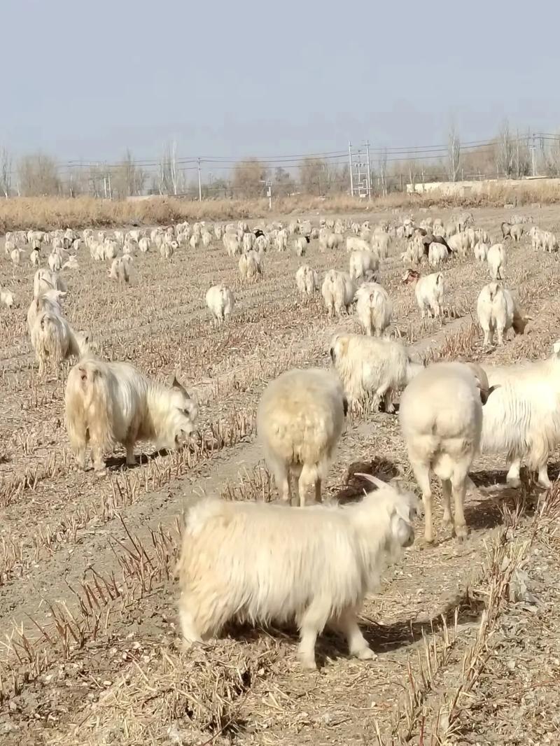 新疆羊有哪些品种？-图2
