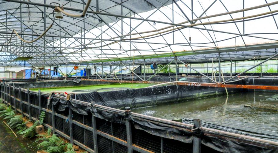 最新罗氏沼虾养殖技术有何突破？-图1