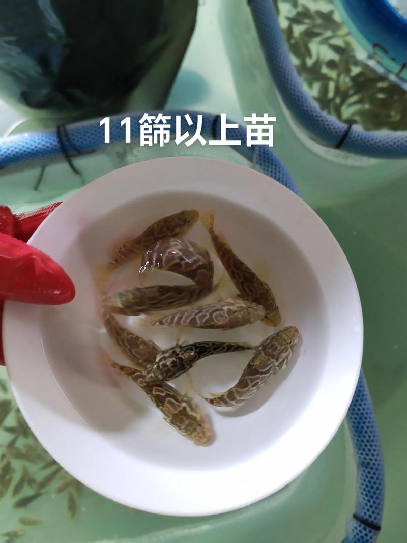 珍珠石斑鱼孵化技术关键点是什么？-图1