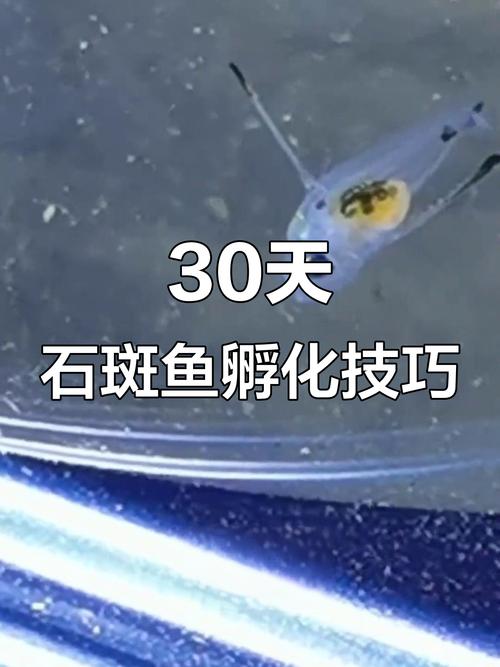 珍珠石斑鱼孵化技术关键点是什么？-图3