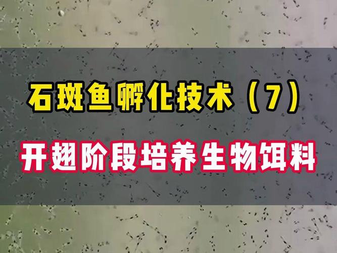 珍珠石斑鱼孵化技术关键点是什么？-图2