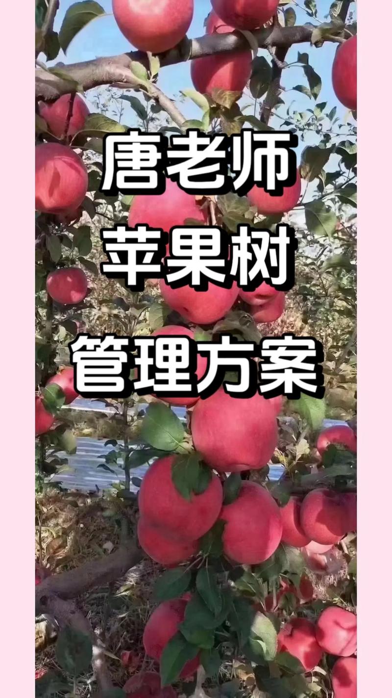 苹果树全年管理新技术有哪些要点？-图1
