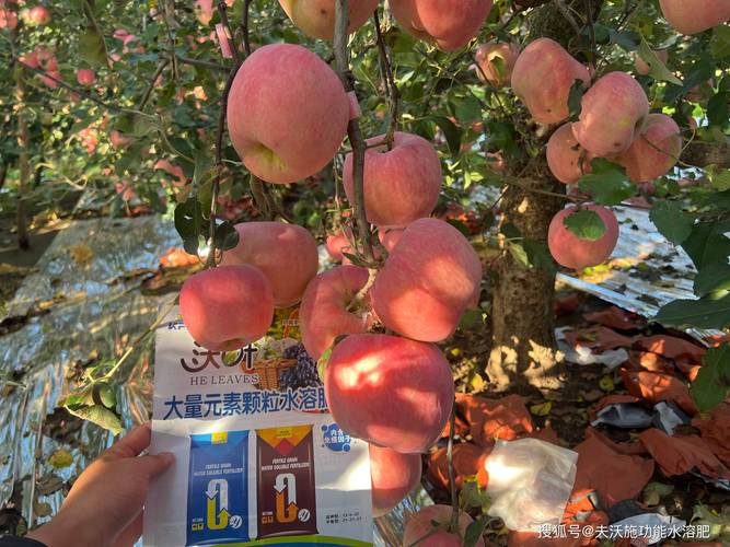 苹果树全年管理新技术有哪些要点？-图3