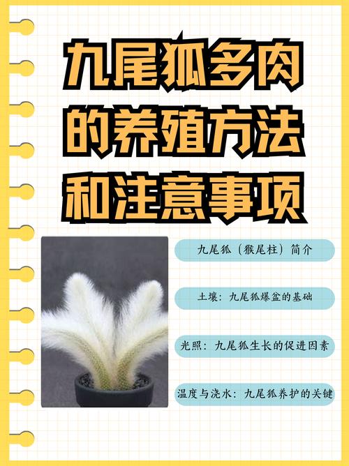 狐狸妊娠期如何科学喂养？-图2