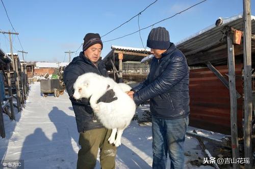 狐狸妊娠期如何科学喂养？-图1