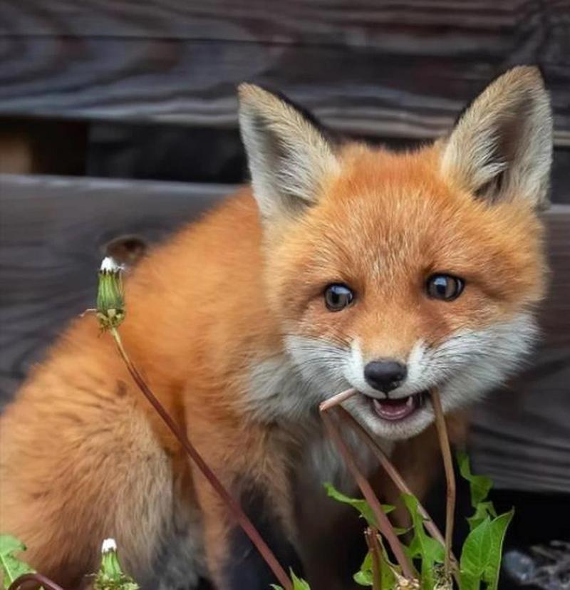 狐狸妊娠期如何科学喂养？-图3