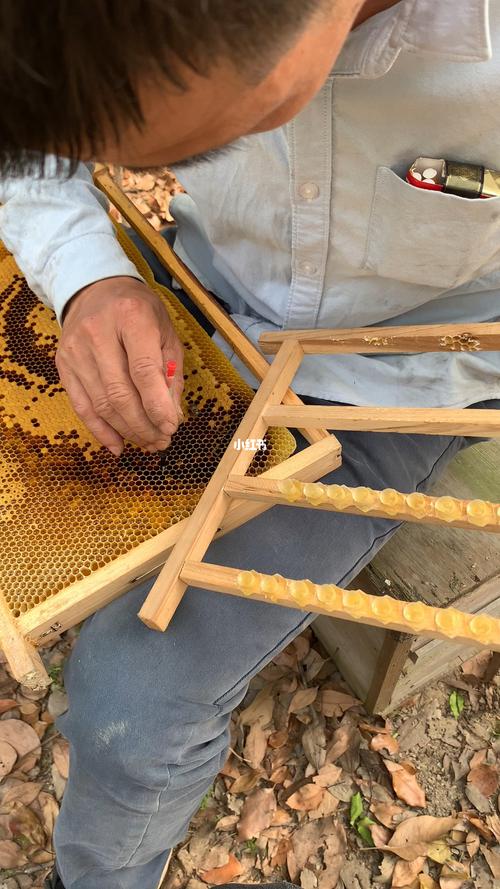 人工育王技术视频教程怎么学？-图2