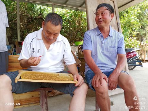 人工育王技术视频教程怎么学？-图3