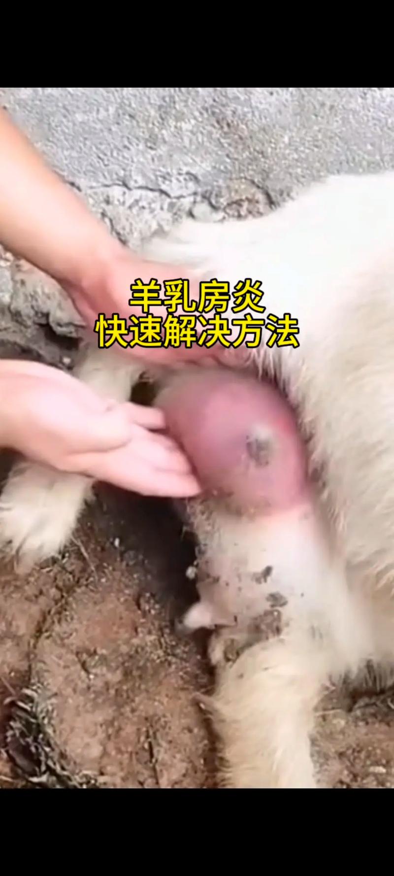 羊人工授精技术具体步骤有哪些？-图2