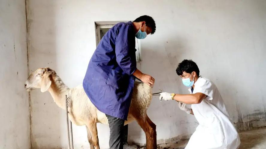 羊人工授精技术具体步骤有哪些？-图1