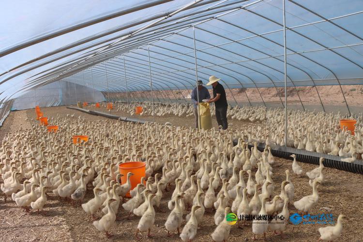 旱地养鹅视频有哪些技术要点？-图1