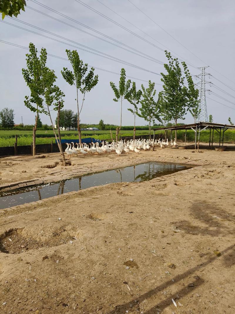 旱地养鹅视频有哪些技术要点？-图2