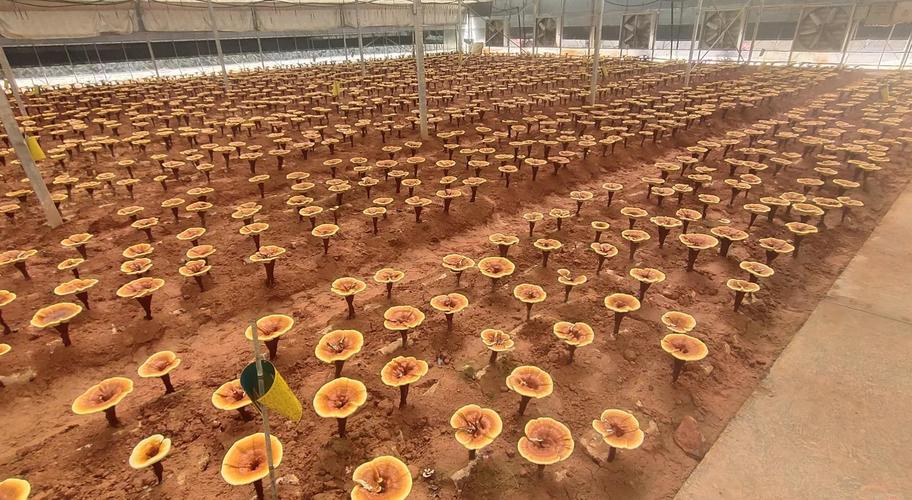 灵芝栽培技术有哪些关键要点？-图1
