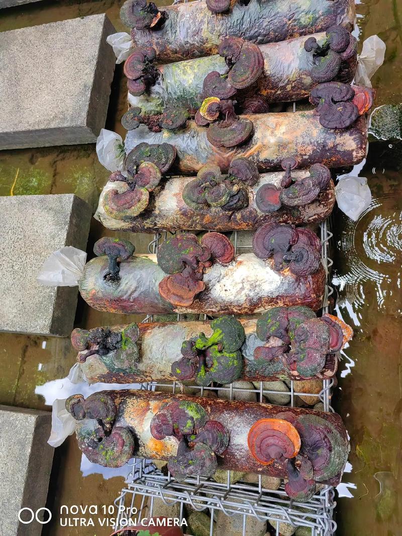 灵芝栽培技术有哪些关键要点？-图2