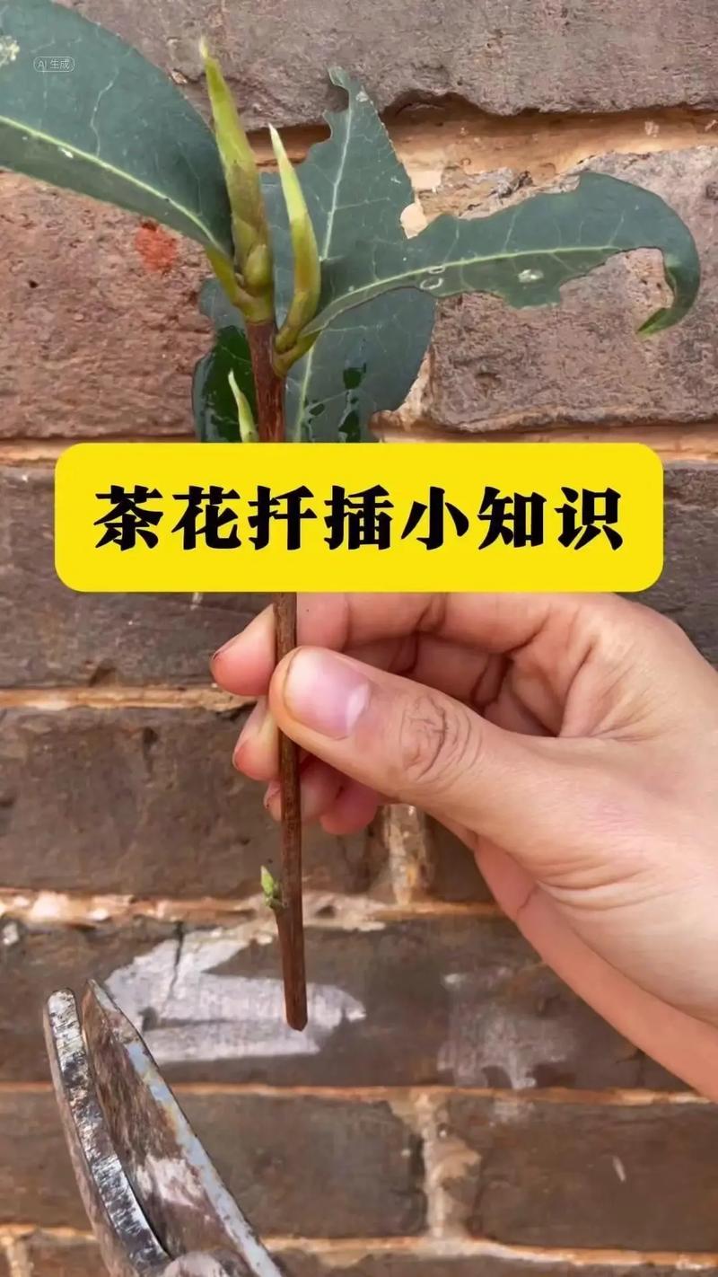 茶花新品种繁殖有何妙招？-图1