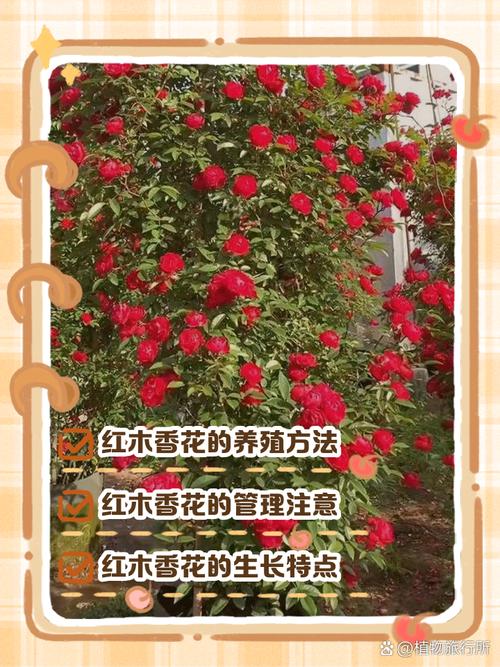 木香花怎么养才能开花多又旺？-图1