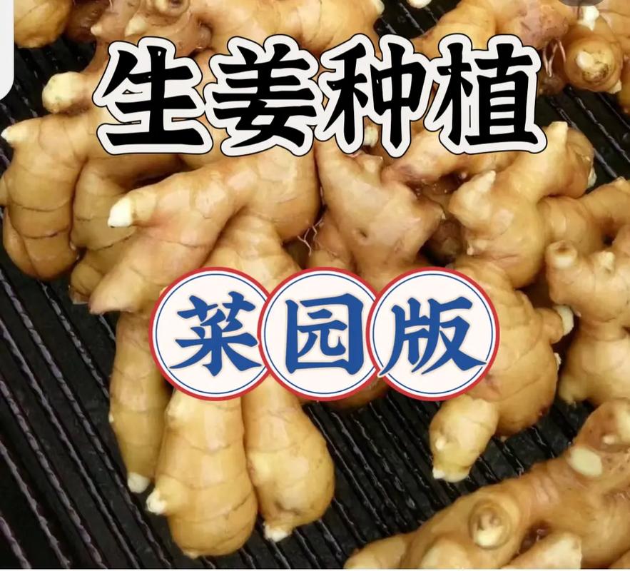 四川生姜种植技术视频要点有哪些？-图1