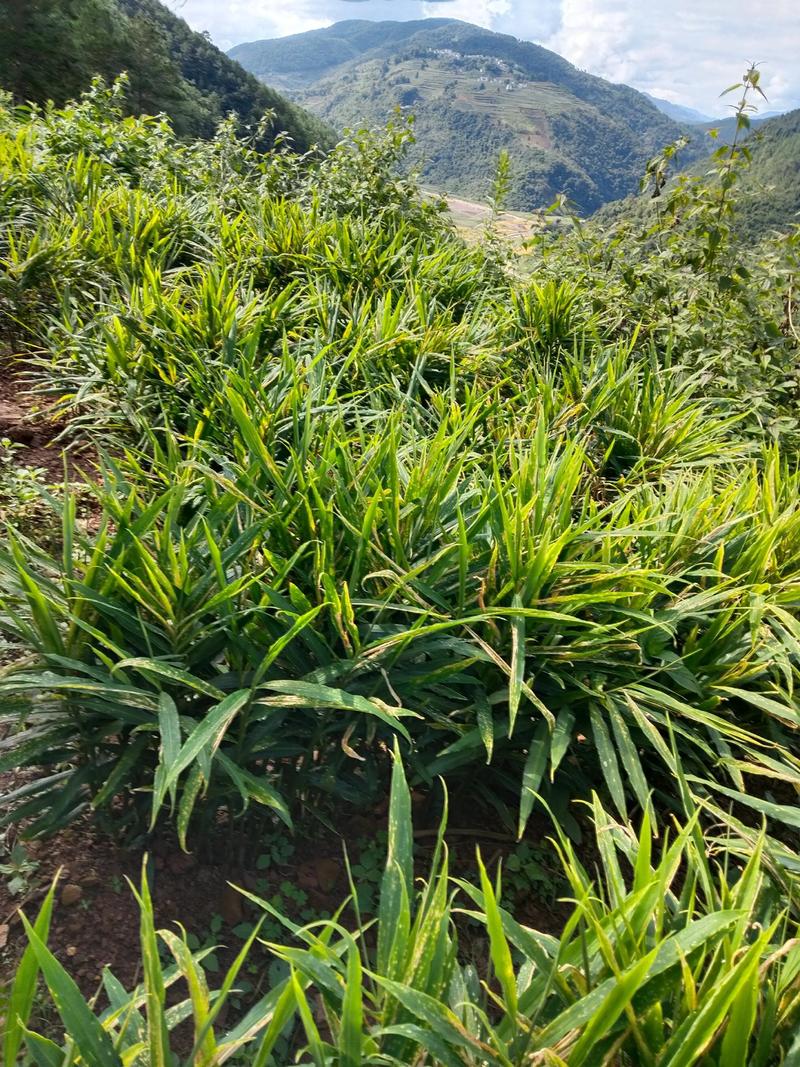 四川生姜种植技术视频要点有哪些？-图2