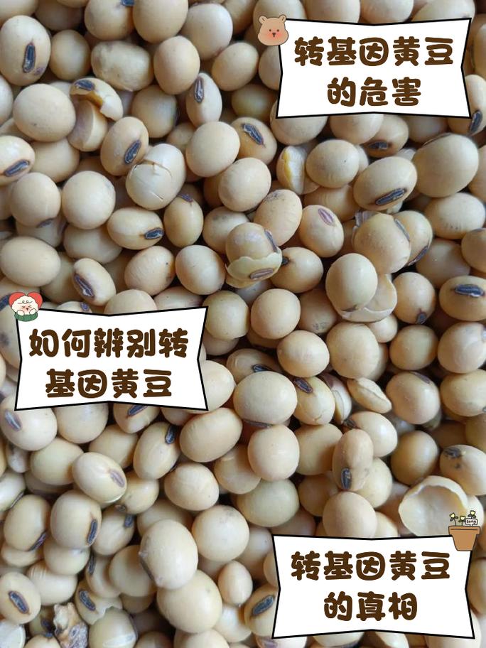大豆种子品种有哪些？-图1