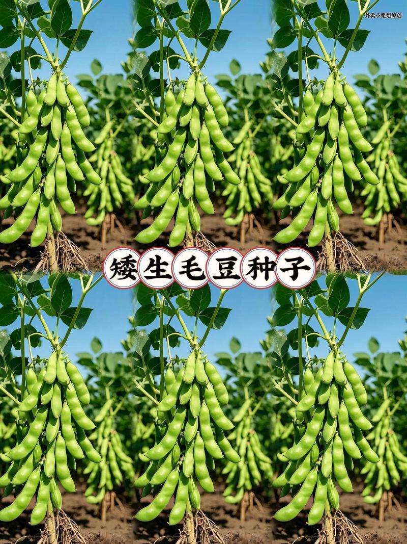 大豆种子品种有哪些？-图3