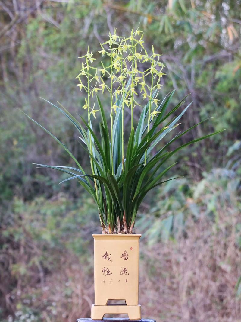 墨兰哪种品种香味最浓郁？-图2