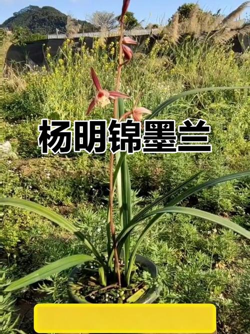 墨兰哪种品种香味最浓郁？-图1