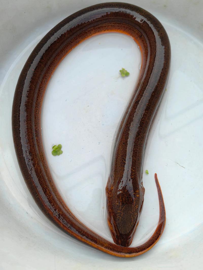 黄善有哪些常见杂交品种？-图1