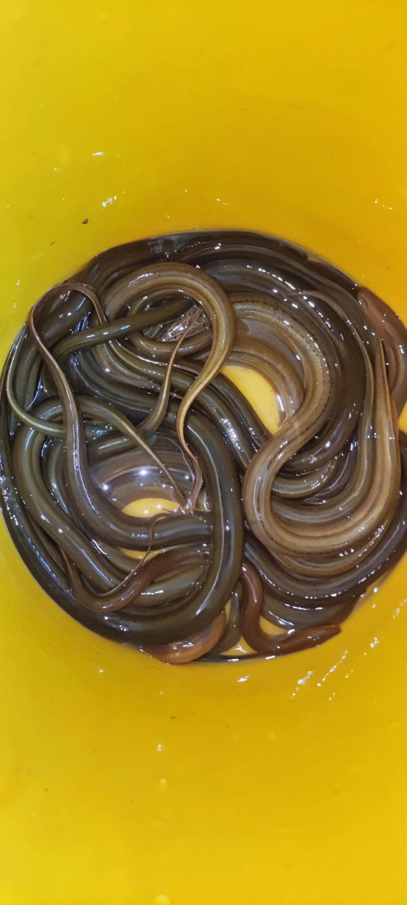 黄善有哪些常见杂交品种？-图2