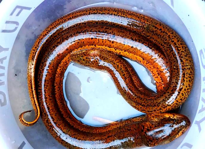 黄善有哪些常见杂交品种？-图3