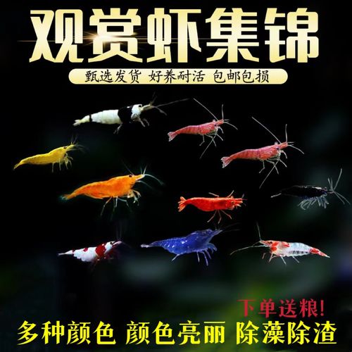 水晶虾什么品种好养？-图3