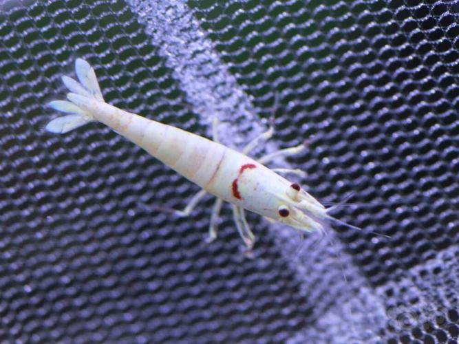 水晶虾什么品种好养？-图2