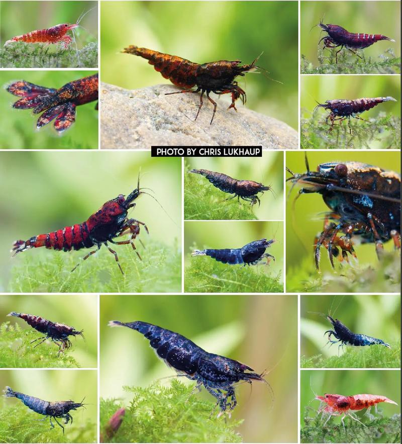 水晶虾什么品种好养？-图1