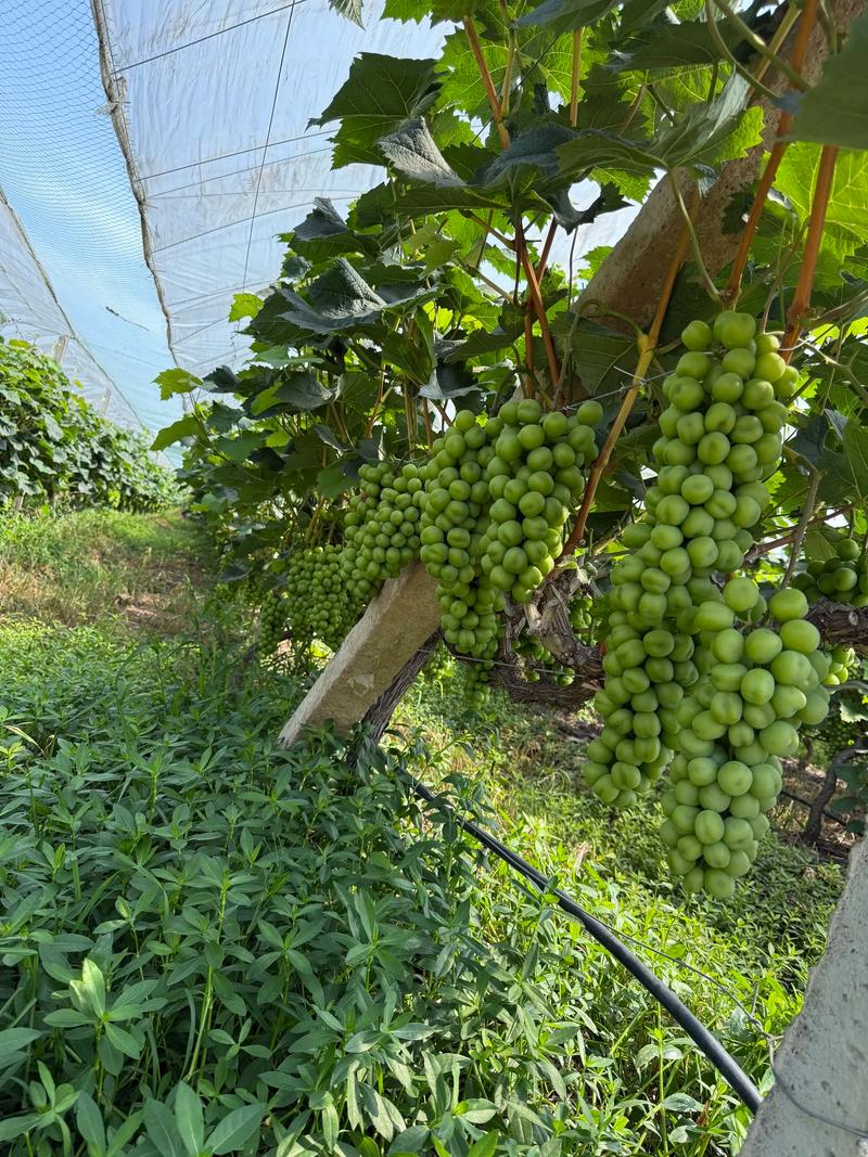 阳光玫瑰葡萄怎么种好？-图1