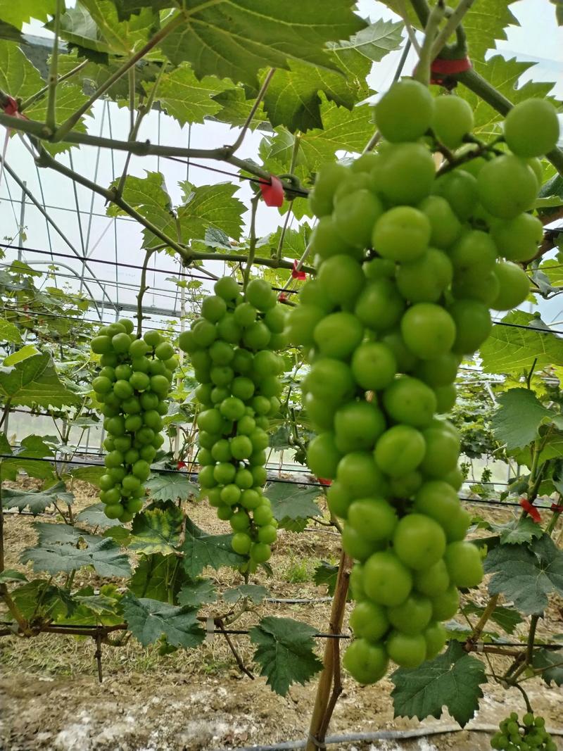 阳光玫瑰葡萄怎么种好？-图2