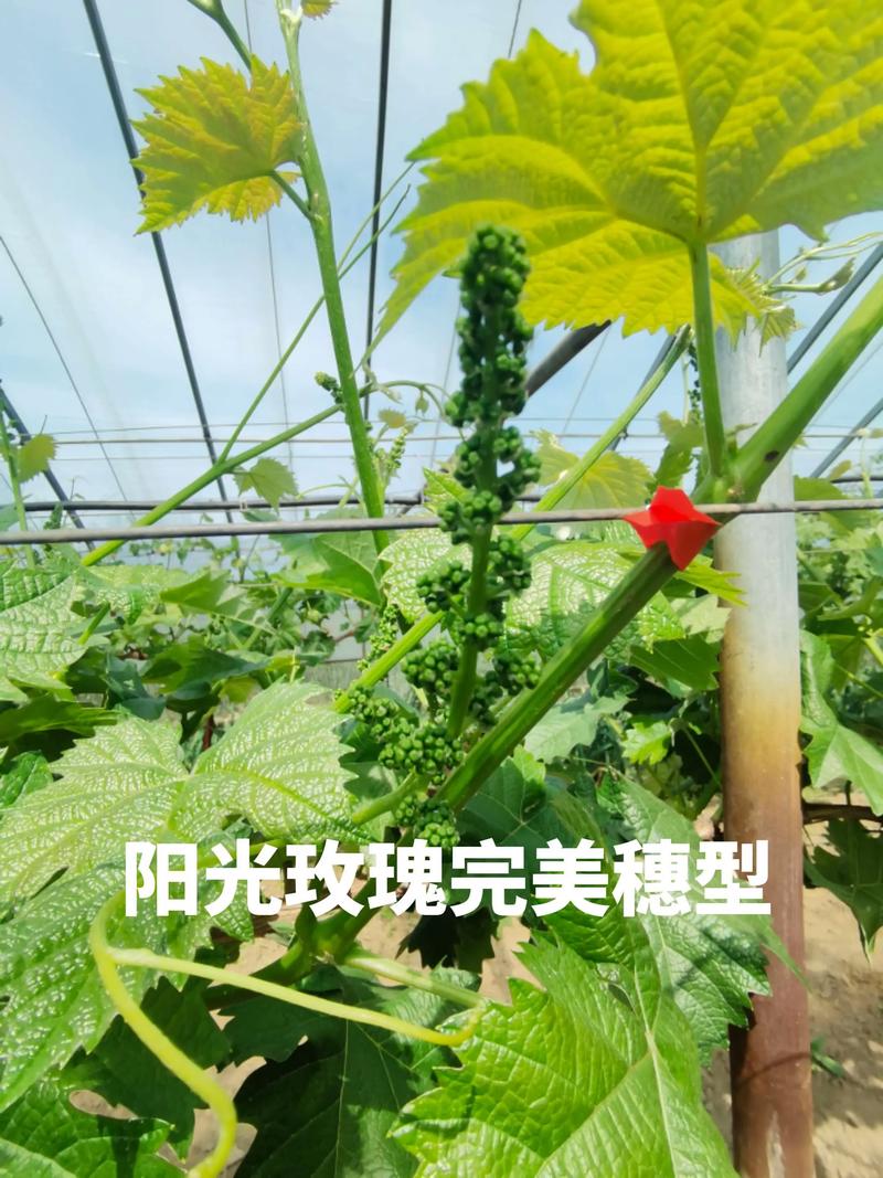 阳光玫瑰葡萄怎么种好？-图3