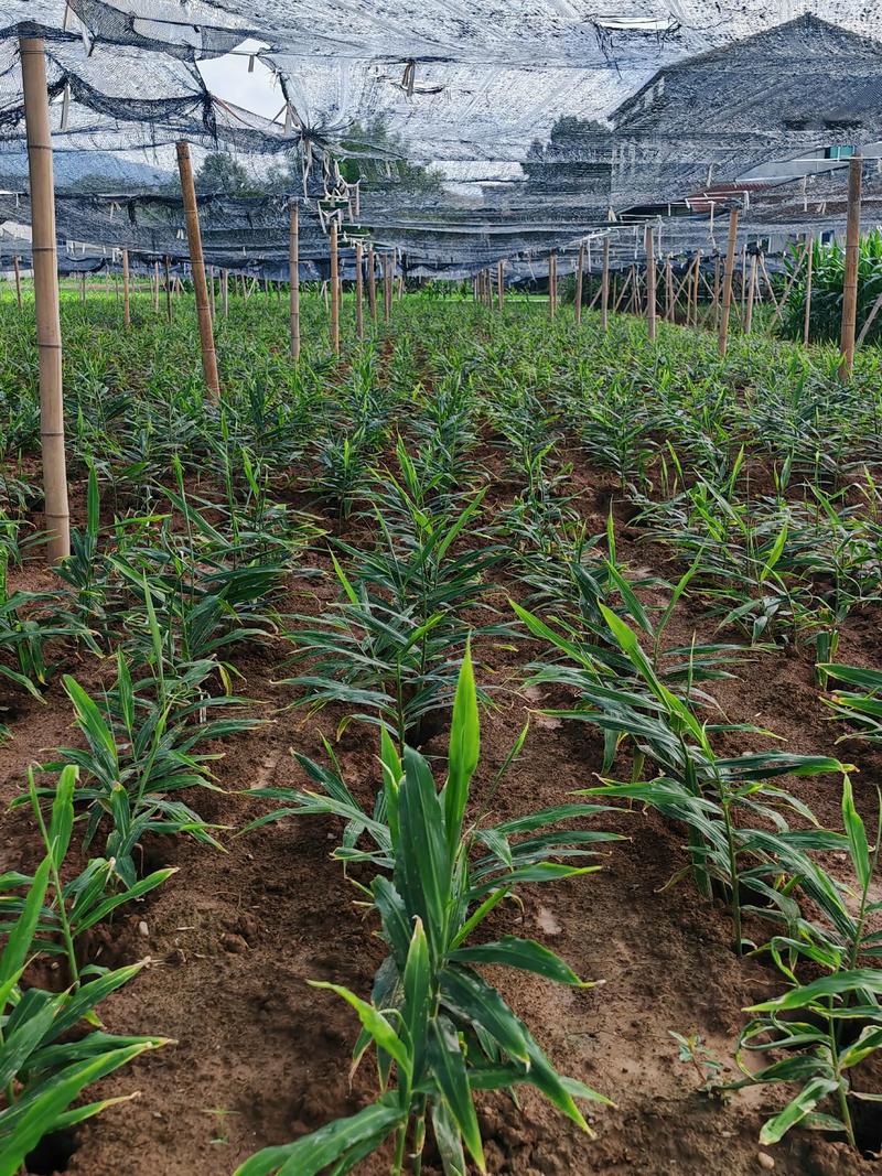 大姜种植技术视频有哪些要点？-图1