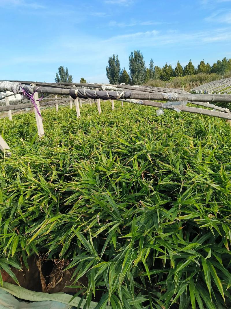 大姜种植技术视频有哪些要点？-图2